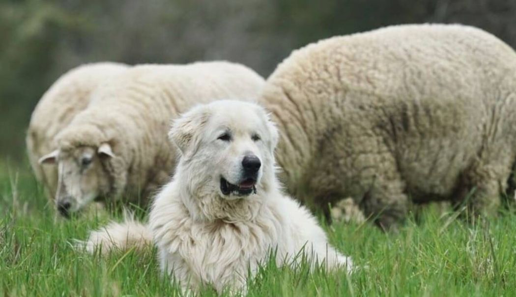 Blonda și ciobanul - blonda-si-ciobanul-1738512377.jpeg