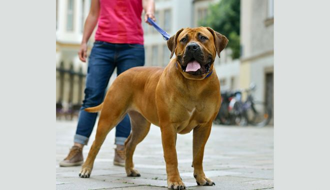 Proprietarii anumitor rase de câini obligați prin lege să încheie polițe de asigurare pentru aceștia - boerboeliii-1694008141.jpg
