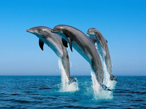 ONG Mare Nostrum, preocupată de soarta cetaceelor - bottlenose20dolphin1-1524482471.jpg