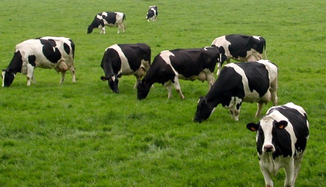 Boala limbii albastre! Iordania a interzis importul de ovine și bovine din România - bovine-1409563012.jpg