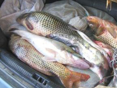 Constănțeni prinși cu 300 de kilograme de pește braconat - braconaj-1323852111.jpg