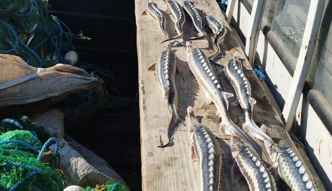 29 exemplare de sturion redate mediului natural, sute de kilograme de pește descoperite și 12 dosare penale întocmite de polițiștii de frontieră - braconaj-4-1683451172.jpg