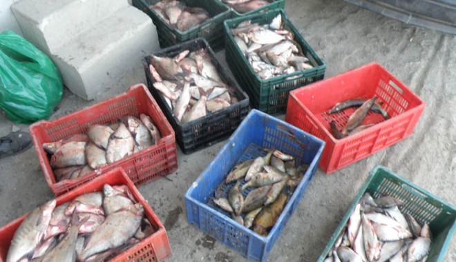 80 de kilograme de pește, confiscate - braconaj1344784198-1381733982.jpg