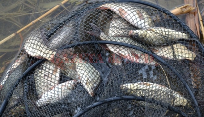 PESCARI PRINȘI LA BRACONAT! - braconajpiscicol-1529311229.jpg
