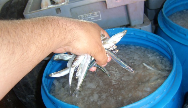Sute de kilograme de pește, confiscate la Midia - braconajpiscicolmidiagarda-1370343683.jpg