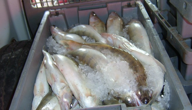 Sute de kilograme de pește, confiscate la Midia - braconajpiscicolmidiagarda1-1370343661.jpg