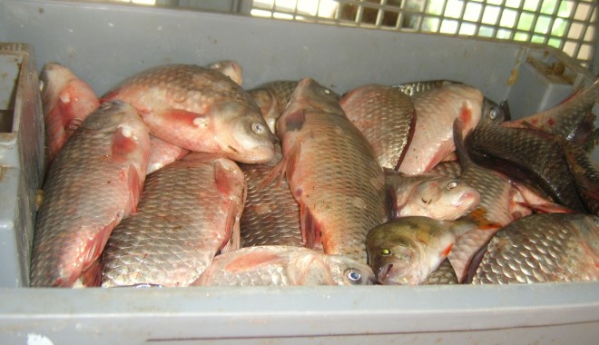 Sute de kilograme de pește, confiscate la Midia - braconajpiscicolmidiagarda2-1370343674.jpg