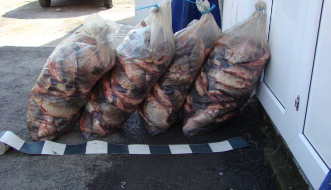 Braconajul piscicol, în floare - braconajulpiscicolinfloare-1426673704.jpg