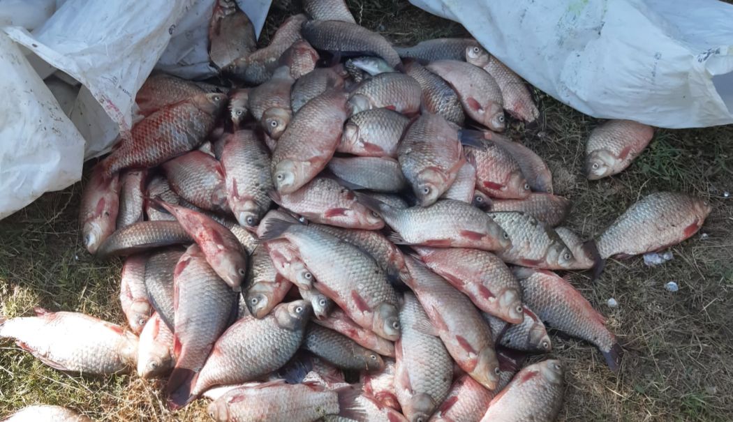 Braconaj piscicol, la Hârșova. Câte kilograme de pește au fost descoperite în mașina unui bărbat? - braconaz-caras-1734618420.jpg