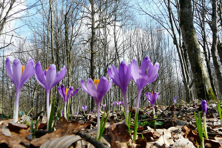 Temperaturi mai ridicate decât cele specifice perioadei, inclusiv la începutul lunii aprilie - branduse-1741330568.jpg