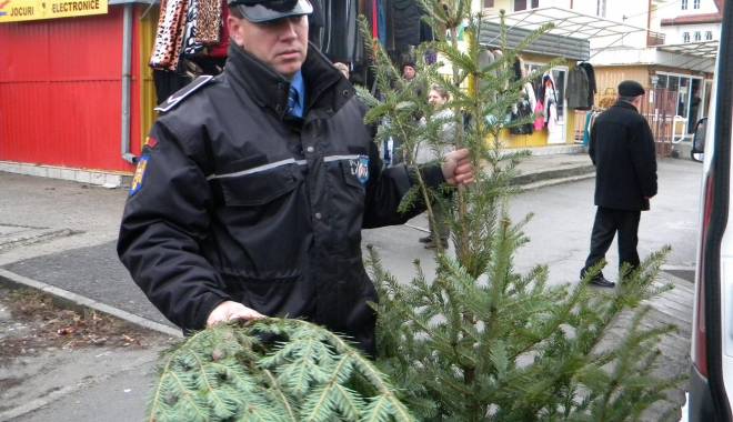 Peste 13.000 de brazi tăiați ilegal, confiscați de Poliție - brazi-1419438246.jpg