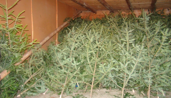 ROMSILVA a confiscat peste 7.500 de brazi de Crăciun - brazi-1482436548.jpg