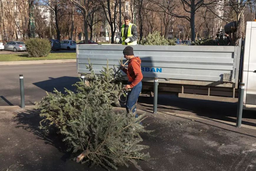 Ce facem cu brazii după Sărbători? Amenzi de sute de lei pentru cei care îi aruncă pe stradă sau în faţa blocului