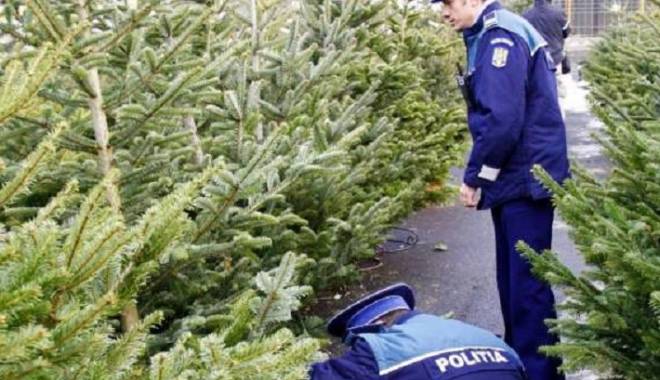 Sute de brazi de Crăciun confiscați de Poliția Română - brazipolitisti-1418490184.jpg