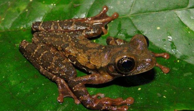 O nouă specie de broască, descoperită în Anzi