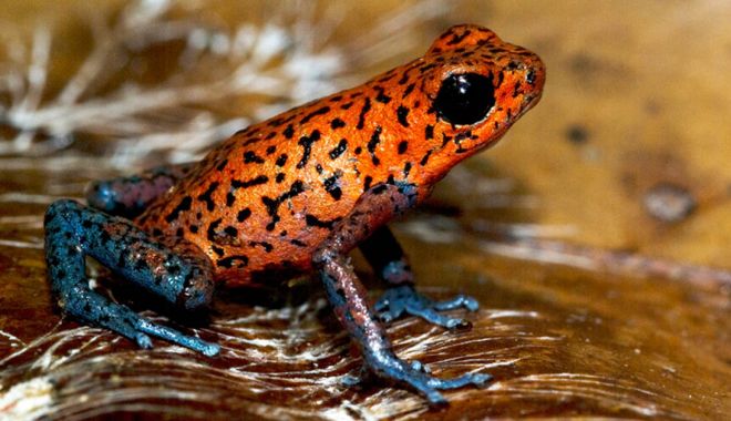 O specie de broască tropicală australiană, printre cele declarate dispărute - broascadisparuta-1670938437.jpg