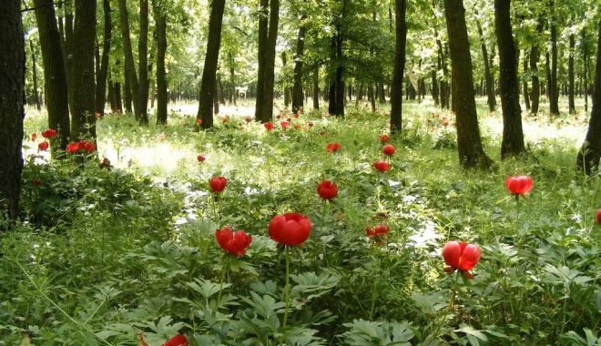 Sărbătoarea bujorului organizată pe 13 și 14 mai în pădurea Plenița - bujor-1683650887.jpg