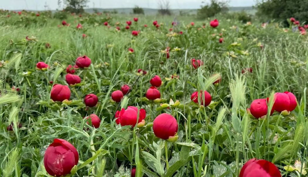 Dobrogea, tărâmul bujorilor: Rezervații spectaculoase în floare - bujori-t-1747308156.png