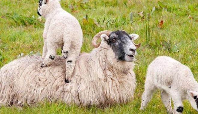 Bulgaria: Febră aftoasă la ovine și bovine - bulgariasiapropussaexporteovinei-1407422210.jpg