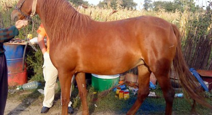 Prins când făcea sex cu o iapă - c250ab4b1f65677a89918e818666c140.jpg