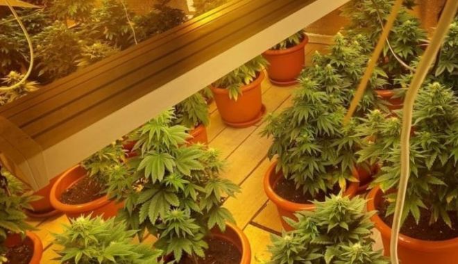 Doi bărbați au fost arestați pentru că aveau o pasiune comună. Cultivau în ghivece o plantă interzisă - c2g9ytnmogqyowmymjy1ymmzotk4mgnl-1687194064.jpg
