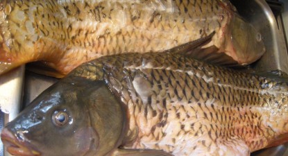 Hypermarket-urile și importatorii au acaparat piața peștelui din Constanța - c8097345b2fc2ffa3ce19c9a02305f76.jpg