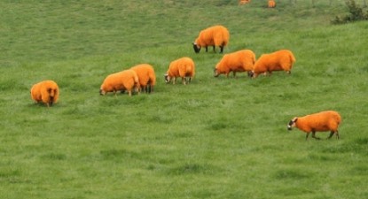 Un fermier și-a făcut oile portocalii pentru a nu-i mai fi furate - c87e5ed48cd8ba5452d790ed4b598034.jpg