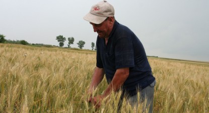 Seceta și ploile au redus cu 45% producția autohtonă de grâu - c8b5fb4ce4ccff1891d74672239e6e01.jpg