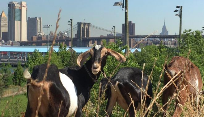 New York apelează la capre pentru a curăţa buruienile din parcuri - cabrasfotodegreangoats-1688815613.jpg