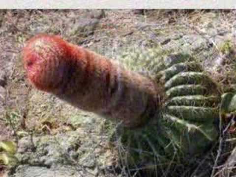 Peste 30 milioane de oameni s-au uitat la asta. VIDEO - cactus-1320485691.jpg