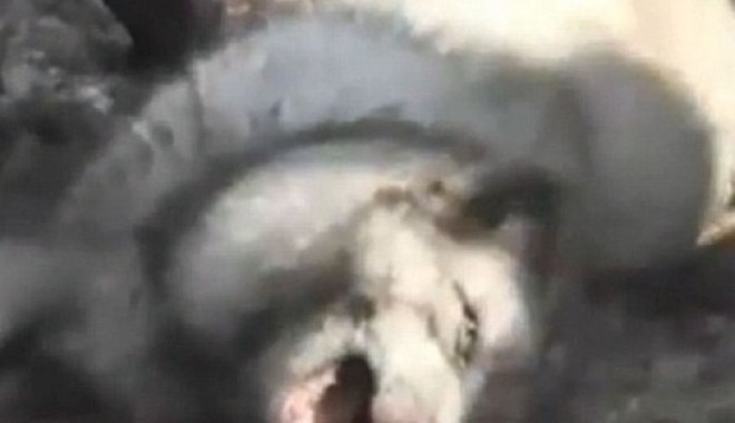 Cruzime fără margini: Animale jupuite de vii pentru confecționarea de cizme UGG - FOTO - caine-1317841455.jpg