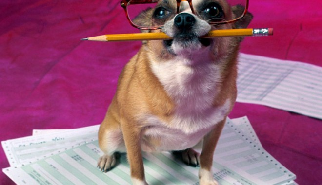 Câinele inteligent - caine-1322397145.jpg