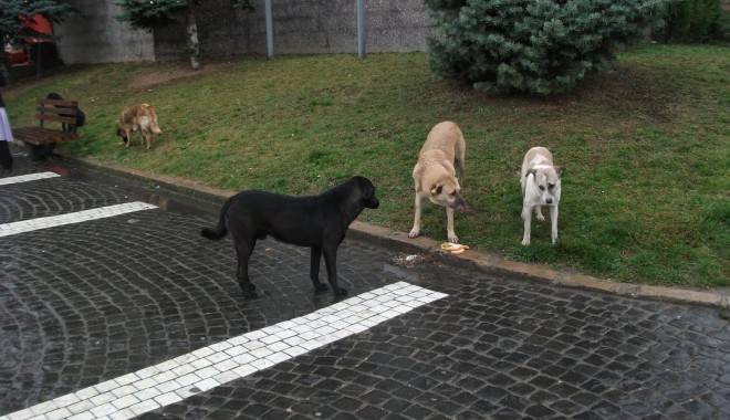 Cum scăpăm de maidanezi: STERILIZAREA sau EUTANASIEREA? - caine-1328086726.jpg