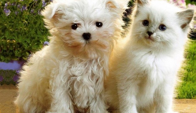 Cu cățelul în concediu sau la o pensiune canină? - caine-1334178716.jpg