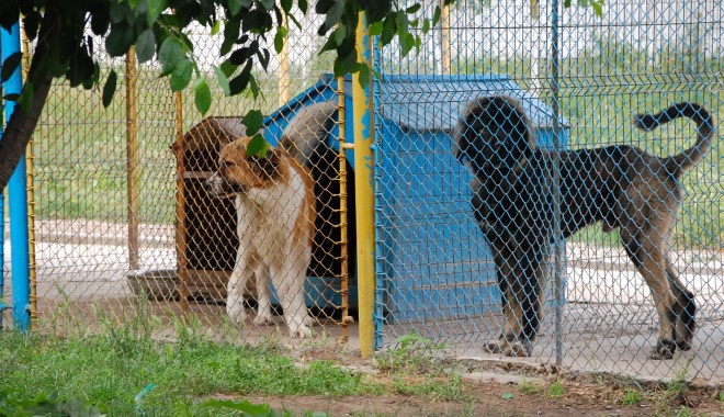 A început campania de sterilizare gratuită a animalelor fără stăpân din Mangalia - caine-1344262124.jpg