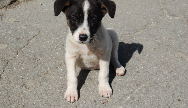 Campanie de sterilizare gratuită a animalelor fără stăpân din Mangalia - caine-1344290202.jpg