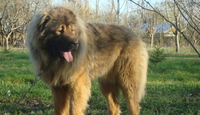Mușcată de câine în plină stradă - caine-1440494032.jpg