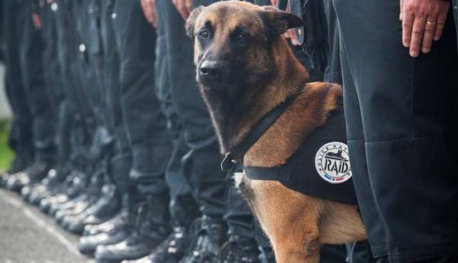 Franța / Câine polițist, ucis în timpul asaltului de la Saint-Denis - caine-1447847679.jpg
