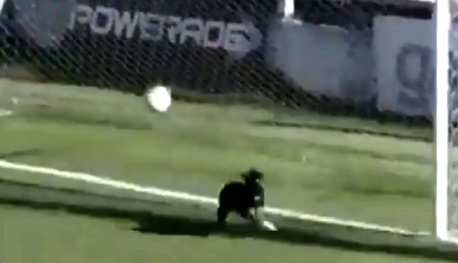 Video incredibil! Momentul în care un câine a ajutat o echipă de fotbal să nu primească gol - caine-1544012791.jpg