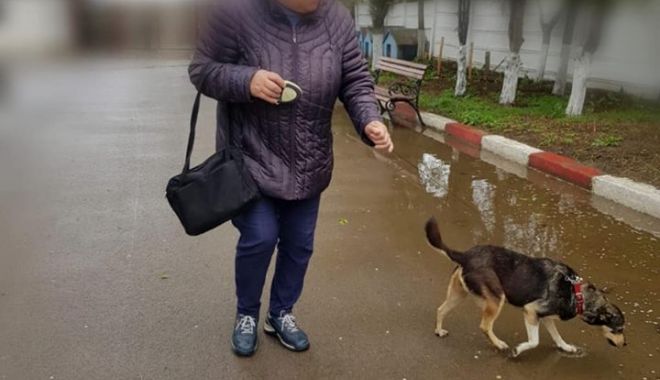 V-a fost luat câinele? Așa îl puteți revendica - caine-1555663725.jpg