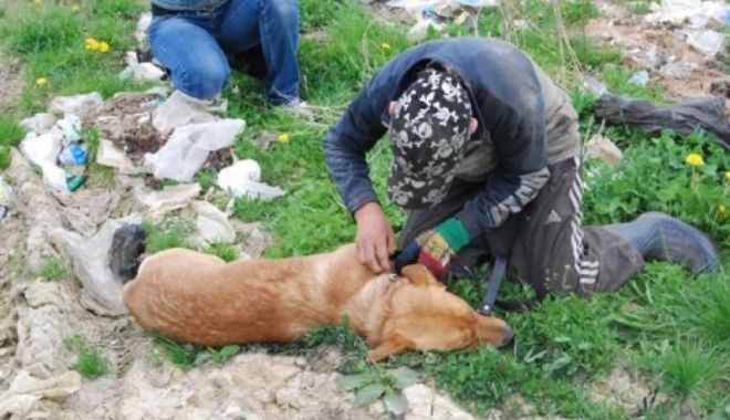 CRUZIME FĂRĂ MARGINI! Un câine a fost găsit spânzurat de o țeavă de gaze - caine-1578141522.jpg