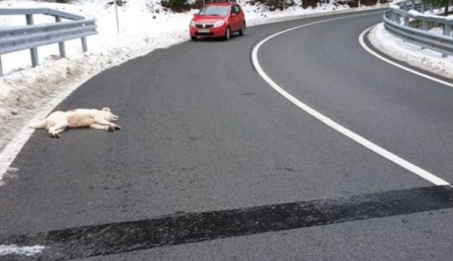 Maramureș: Un câine a fost împușcat pe drum, în fața unui copil de 6 ani - caine-1578766529.jpg