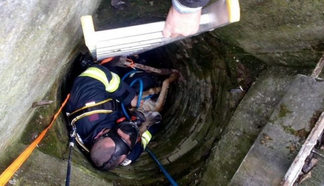 Alertă la pompieri: câine blocat în ruinele de la Băile Reci de la Techirghiol - caine-1587032109.jpg