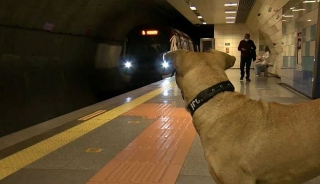 Un câine  ia zilnic metroul și dă prioritate la coborâre, în Istanbul - caine-1633279883.jpg