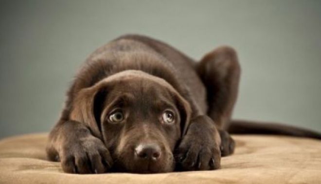 Artificii, petarde, zgomot puternic. Ce trebuie să facem cu animalele de companie în această perioadă - caine-1640009776.jpg