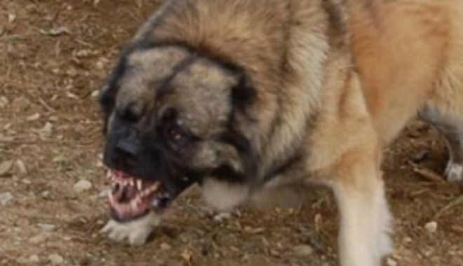 Caz ȘOCANT în Mangalia! O femeie a fost ATACATĂ de un câine