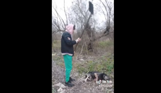 Tânărul care a postat pe Tik Tok clipul în care ucide un caine a fost arestat - caine-1670866612.jpg