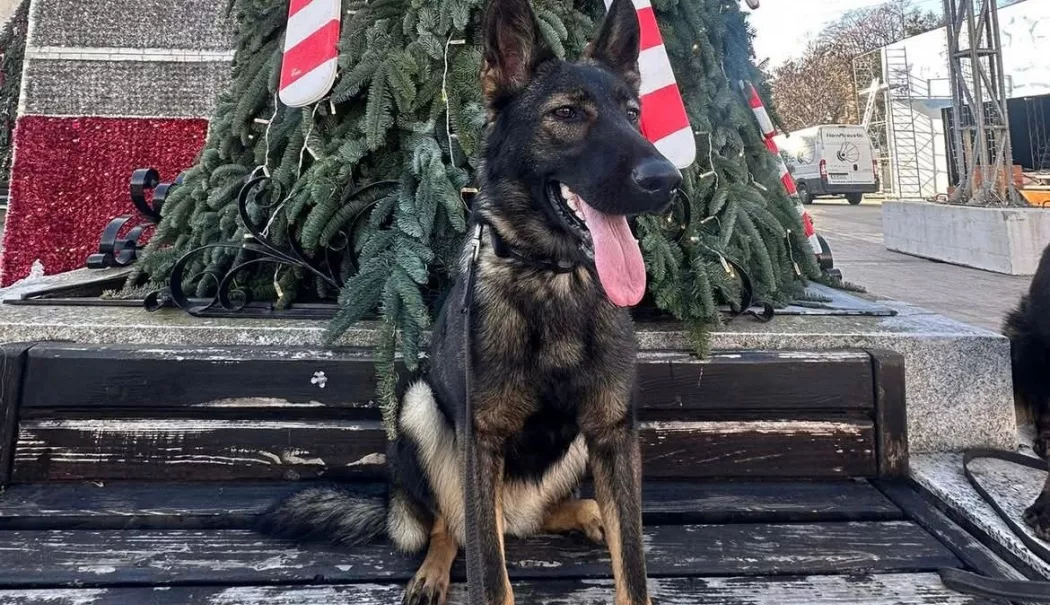 Tessa, partenerul canin al polițiștilor din Medgidia, în acțiune