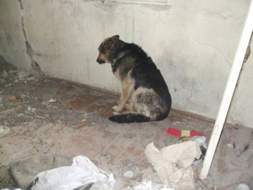 Gest de neconceput! Și-a legat câinele de gard și l-a părăsit - caine-abandonat-1772001628.webp