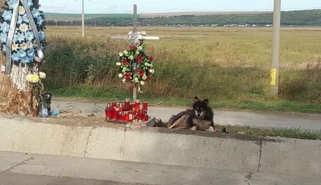 IMAGINI cu impact emoțional! Un câine păzește non-stop locul unde a murit stăpânul său, student - caine131838900-1570603944.jpg